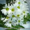 Daisy's Collection 5